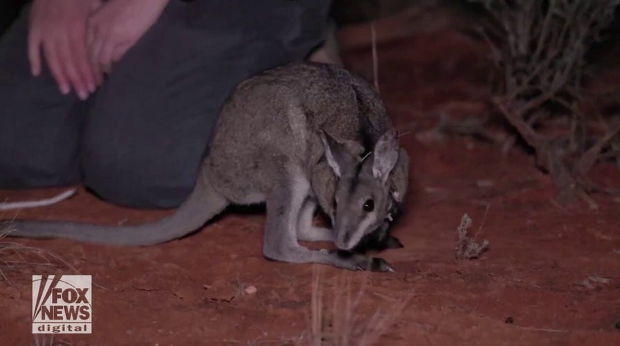 Endangered wallabies relocated to New South Wales on ‘delicate mission’