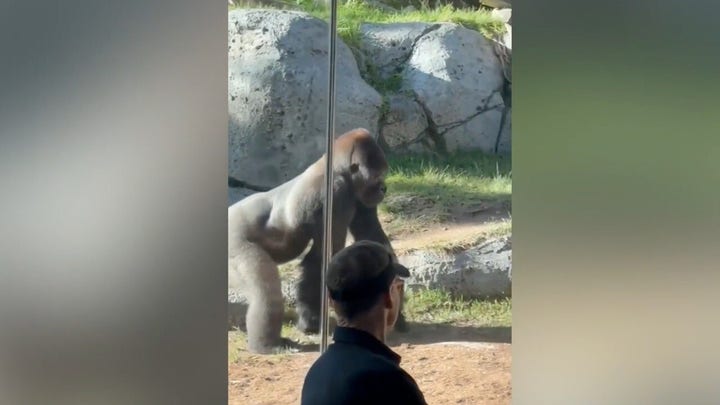 Shocking moment gorilla storms his habitat, shattering the viewing glass