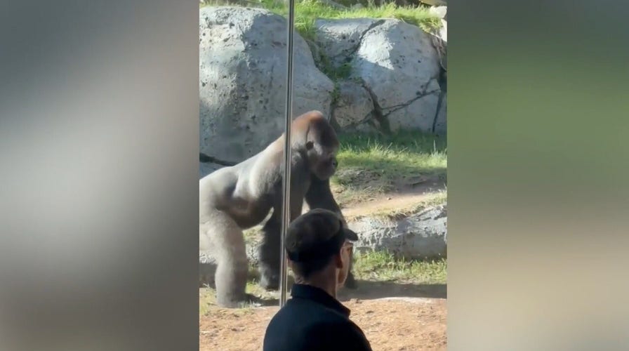 Terrifying video shows gorilla smash glass as crowd reacts in disbelief