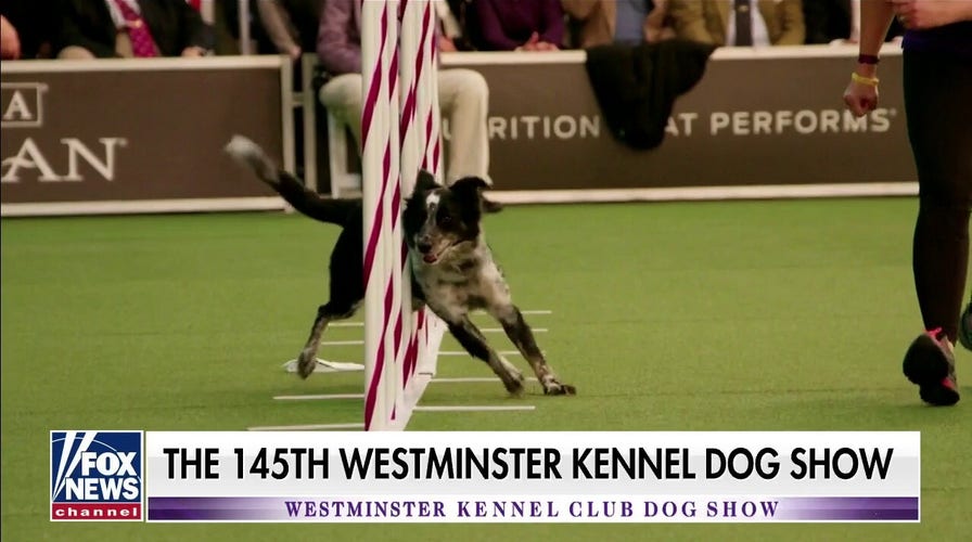 Janice Dean previews 145th Westminster Kennel Dog Show