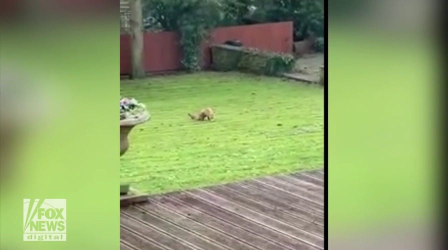 Two-legged fox surprises couple in their backyard: See it!