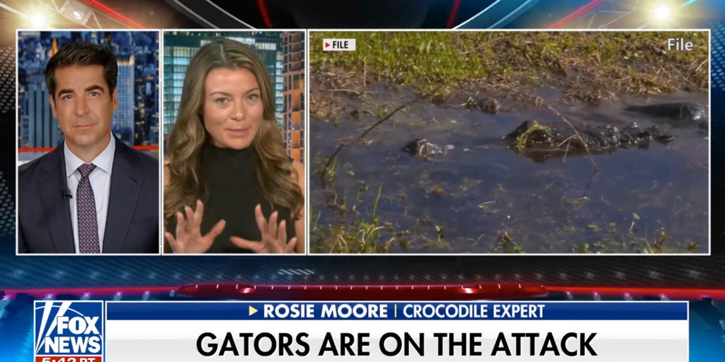 Crocodile expert speaks out on increase in gator attacks