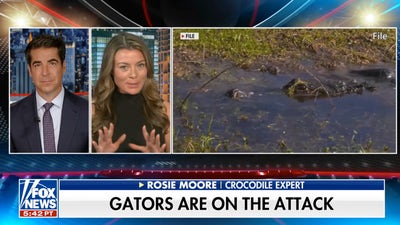 Crocodile expert speaks out on increase in gator attacks