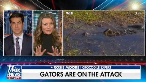 Crocodile expert speaks out on increase in gator attacks