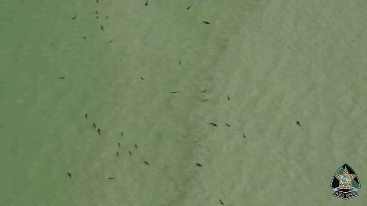 Florida sheriff captures video of shark-infested waters