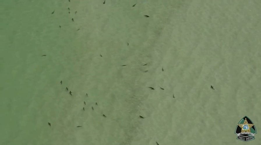 Florida sheriff captures video of shark-infested waters