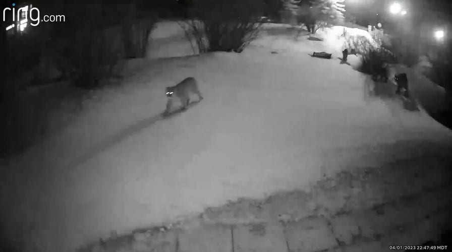 Group of mountain lions caught on Colorado home security camera