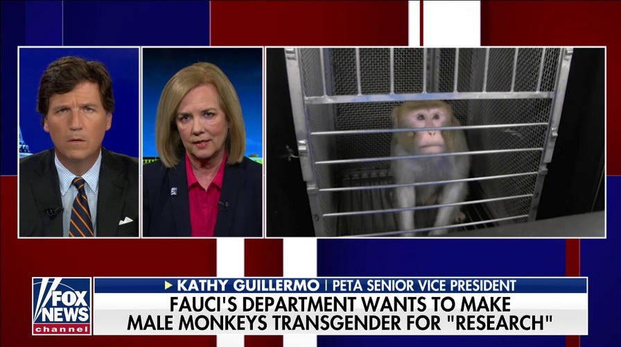 Fauci's NIH caught funding transgender monkeys experiment: PETA