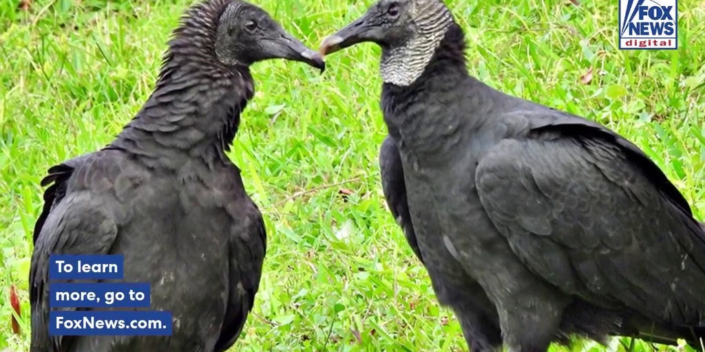 Black vultures swarm neighborhoods, leaving homes, cars and sidewalks coated in waste