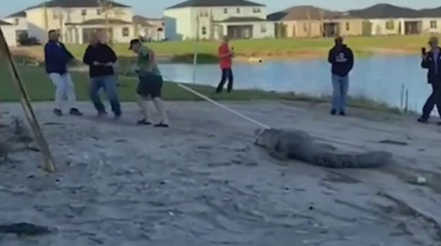 12-foot alligator breaks into Florida home causing major damage
