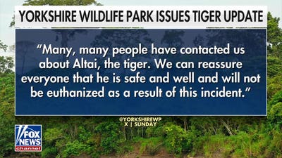 Wildlife biologist reacts to shocking tiger incident at UK wildlife park