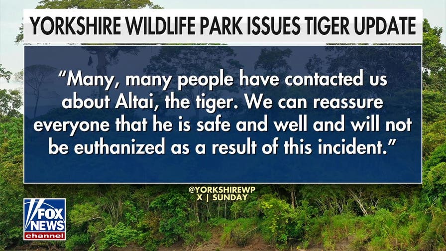 Wildlife biologist reacts to shocking tiger incident at UK wildlife park