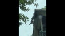 Mama raccoon performs dramatic rooftop rescue of kit in movie-like action