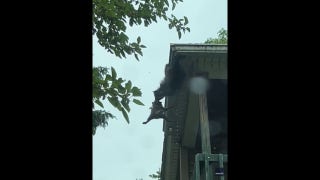 Mama raccoon performs dramatic rooftop rescue of kit in movie-like action