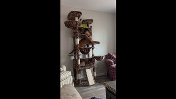 Clever puppy knocks cat's food bowl to the floor before scarfing down the spilled meal
