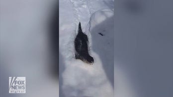 Otter glides through the snow on its belly at Indiana Zoo