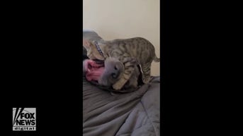 WATCH: Kitten tries to wrestle with dog
