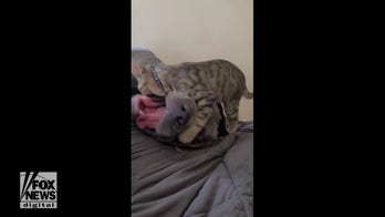 Animal love! Kitten tries to wrestle with 130-pound dog