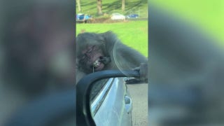 Monkey chews through car parts at safari park - Fox News