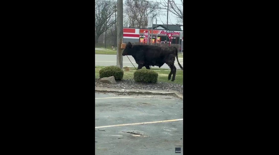 McDonald's drama unfolds after escaped cow charges past diners at Michigan venue