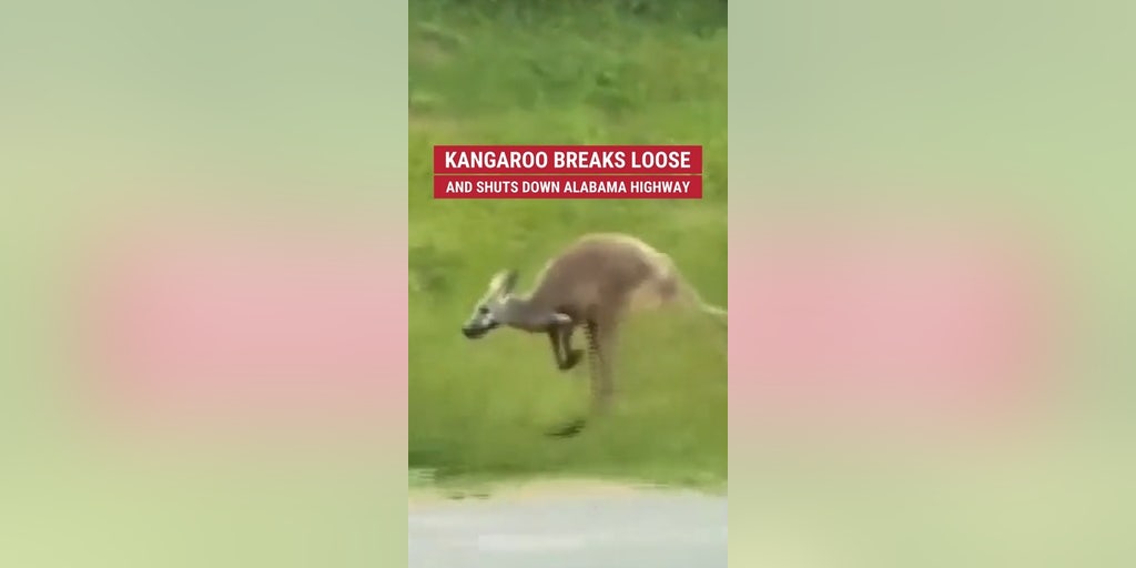 Kangaroo breaks loose and shuts down Alabama highway