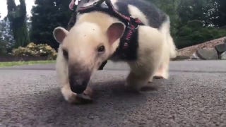 A tamandua was captured on video going on an 'ant-seeking' adventure at its home in the Tacoma Zoo - Fox News