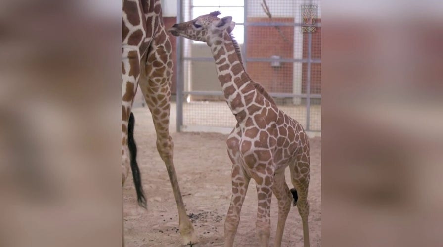 Dallas Zoo welcomes baby giraffe