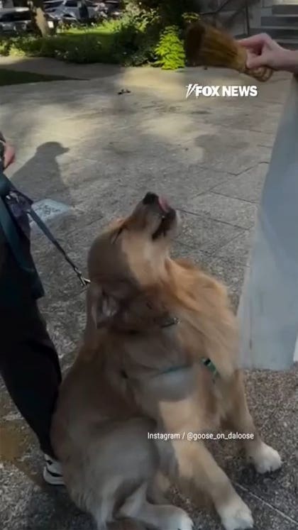 Golden retriever receives holy water blessing from priest 