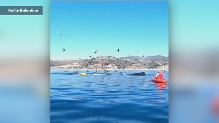Humpback whale almost swallows kayakers in California