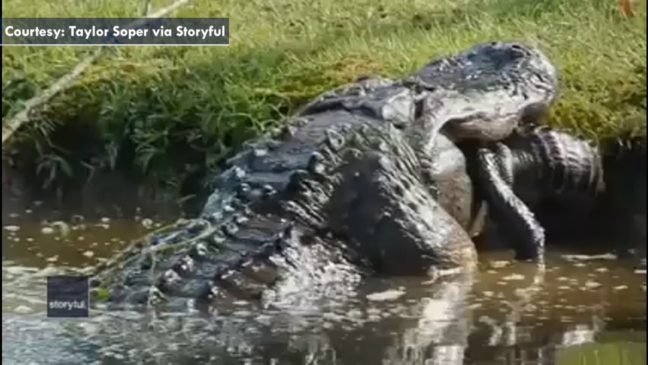 鳄鱼在南卡罗来纳州吞下整条小鳄鱼: 看视频