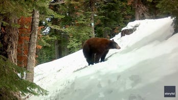 Black bear takes a tumble in the spring snow in Tahoe