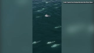 ‘Super pod’ of dolphins off California coast captured on drone footage - Fox News