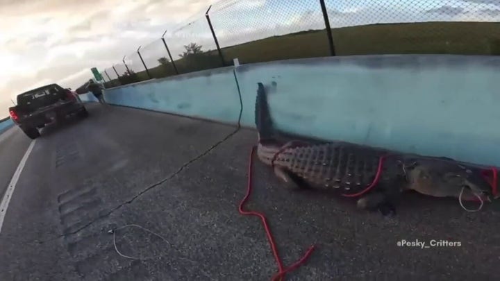 10-foot alligator seen crossing Florida highway