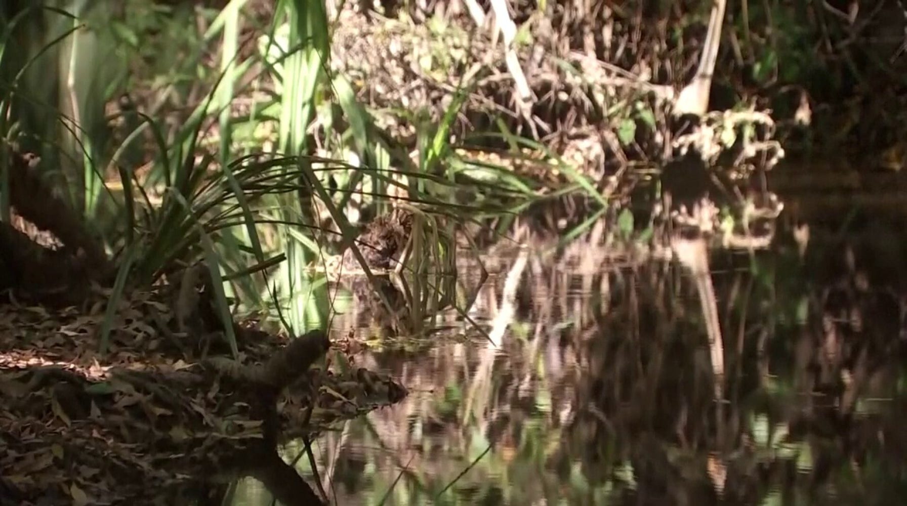 Crocodile Kills 12-Year-Old Girl in Northern Australia, Reigniting Debate on Population Control