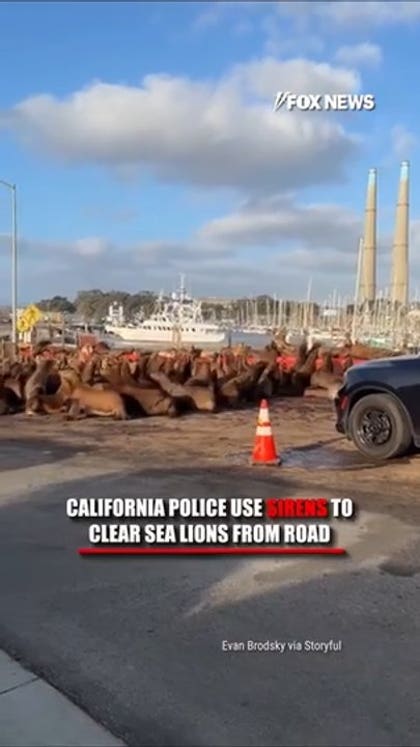 California police use sirens to clear sea lions from road