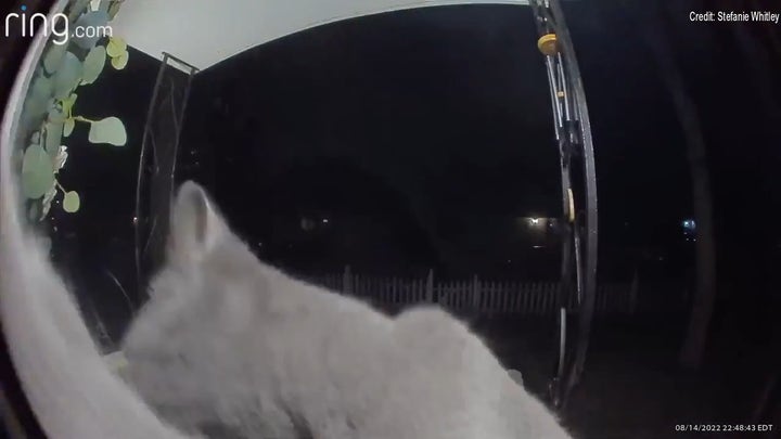Missing NY cat activates her family's Ring doorbell: 'We all just screamed'