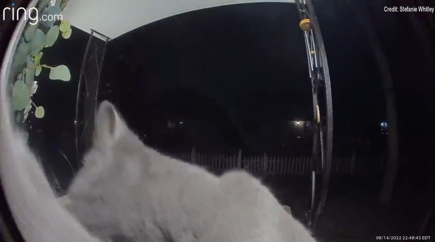 Curious cat sniffs and investigates doorbell camera #shorts - YouTube