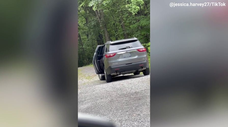 What a bear! Watch as this bear cub opens a car door and climbs right in