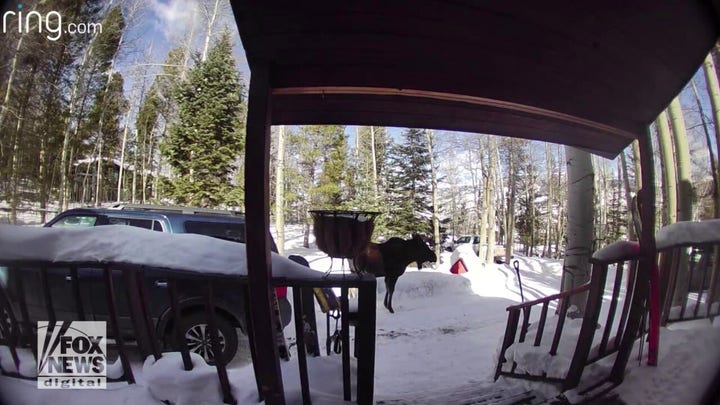 Colorado moose scares family in their front yard