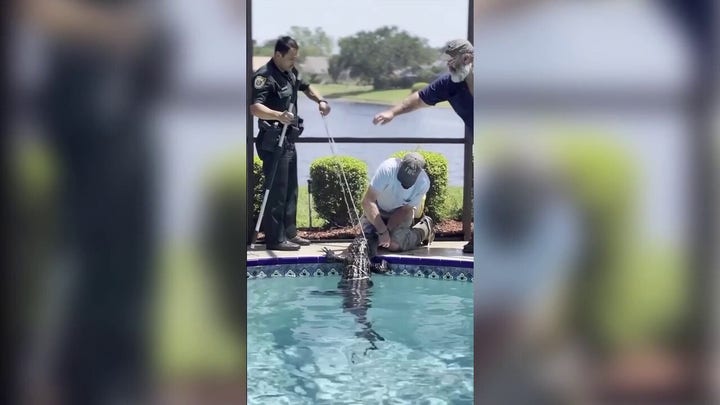 Florida deputy, wildlife trapper wrangled 8-foot alligator out of a swimming pool 