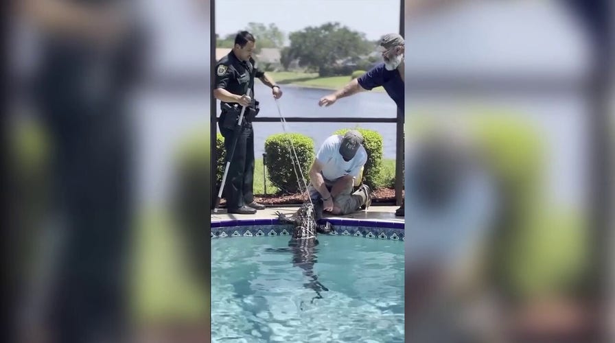Florida deputy, wildlife trapper wrangled 8-foot alligator out of a swimming pool 
