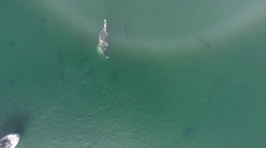 ‘Frenzy’ of tiger sharks feast on whale carcass off Australian coast 