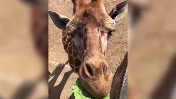 Zoo animals munch on snacks in funny up-close video