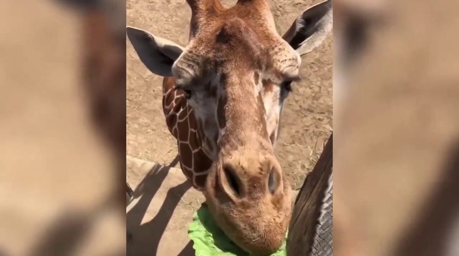Zoo animals munch on snacks in funny up-close video