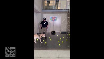 TSA screening canine serves his last day on the job, is celebrated with gifts