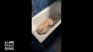 Dog grabs some relief from heatwave in cool bath water - Fox News