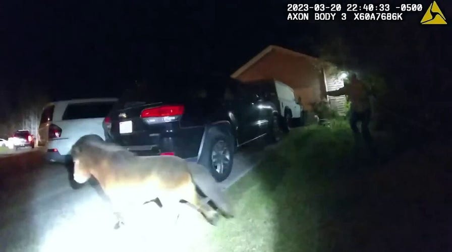 Alabama officer's attempt to capture escaped pony