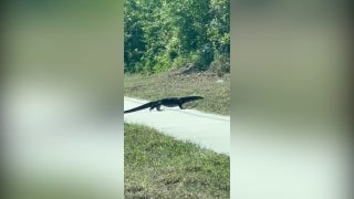 Massive, invasive lizard seen strutting along Florida road - Fox News