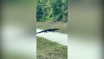 Massive, invasive lizard seen strutting along Florida road