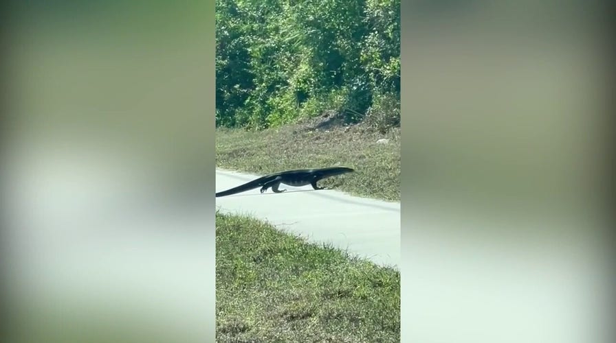 Massive, invasive lizard seen strutting along Florida road